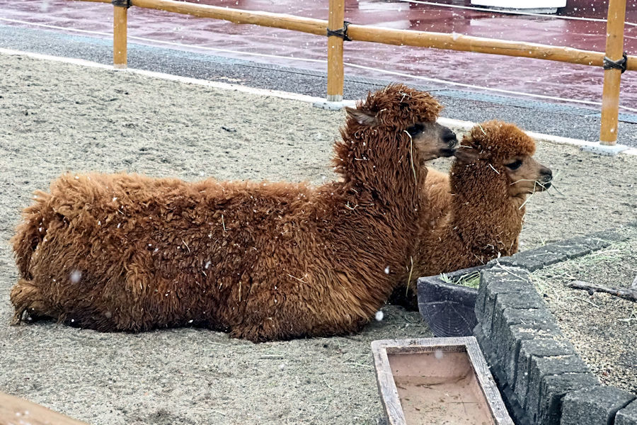 南紀白浜に雪が降る_f0224624_08262434.jpg