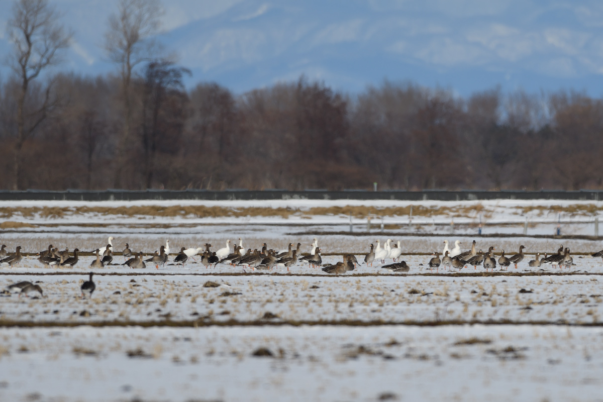 SNOW GOOSE_a0039245_22192111.jpg