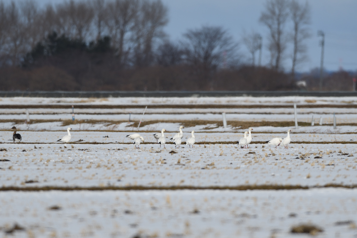 SNOW GOOSE_a0039245_2219515.jpg