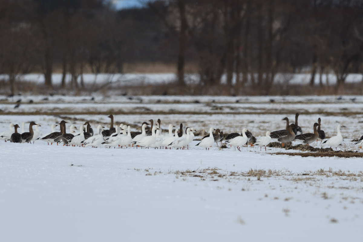 SNOW GOOSE_a0039245_22211277.jpg