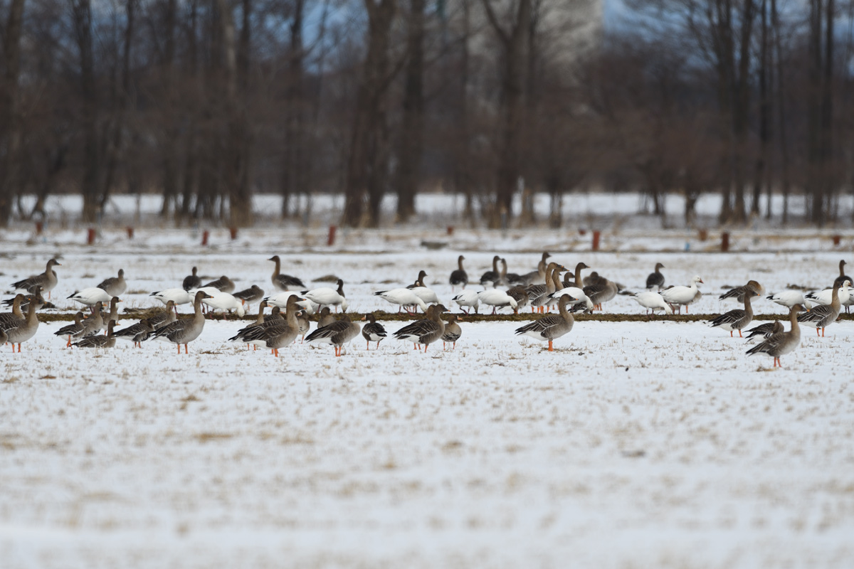 SNOW GOOSE_a0039245_22213513.jpg