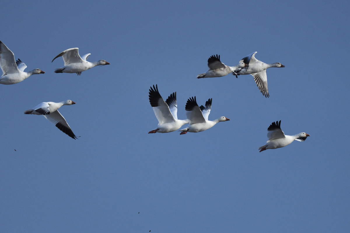 SNOW GOOSE_a0039245_22231577.jpg