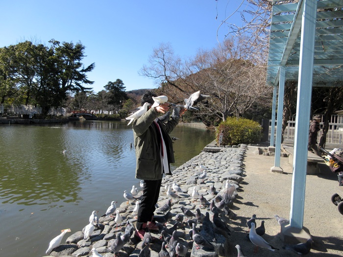 【鎌倉　鶴岡八幡宮】はと、かも、かもめ、はとバス、はと男】_b0009849_16133766.jpg