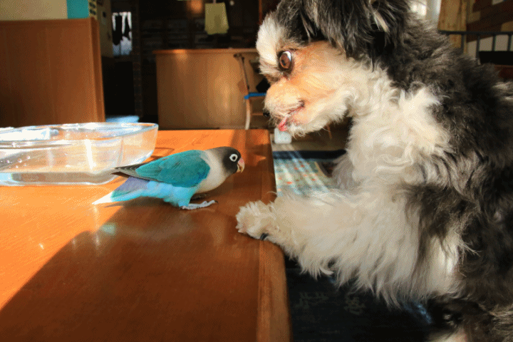 c0145250_09294113.gif