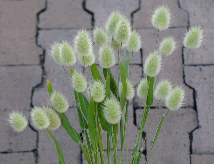 a0001354_19510290.gif