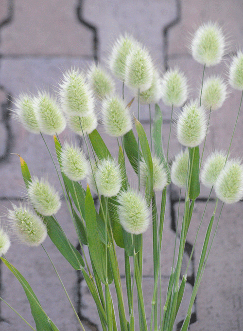 a0001354_19511797.gif