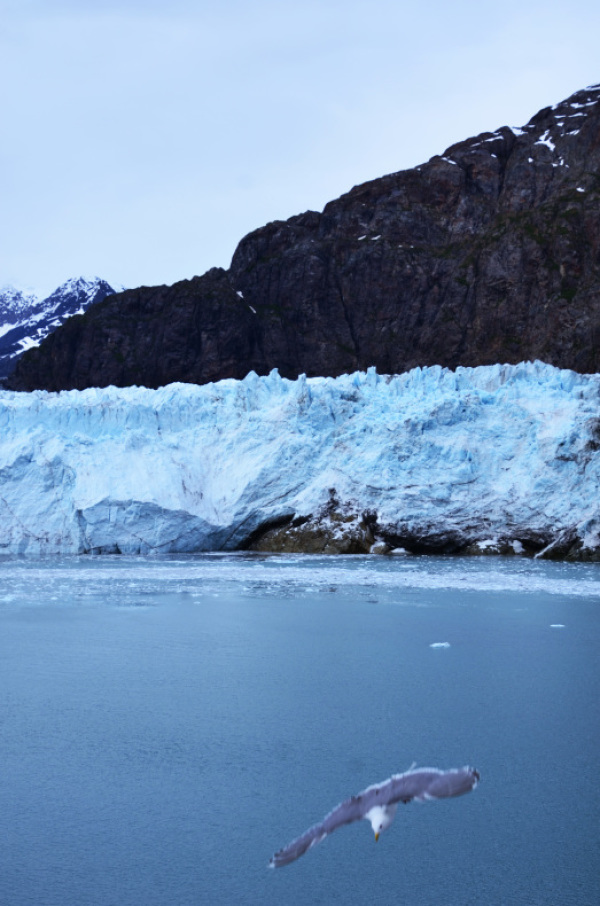 グレーシャーベイ国立公園の氷河を満喫しました。：ルビープリンセスアラスカクルーズ_f0054556_12282516.jpg