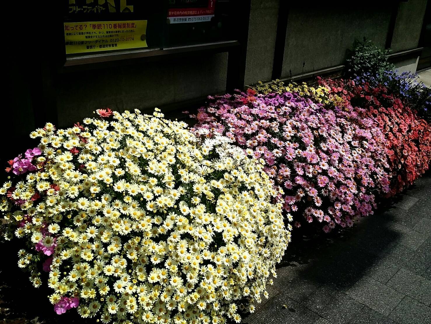 冬越しマーガレット 花暮らしの記