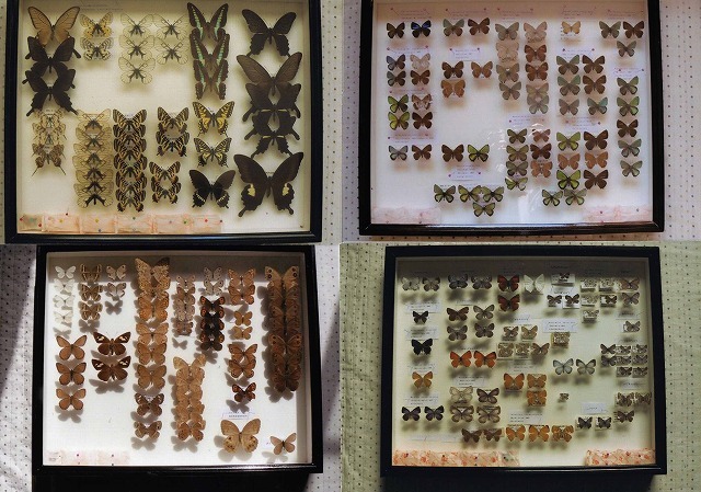 蝶の標本セット 1987年採集 【公式通販】