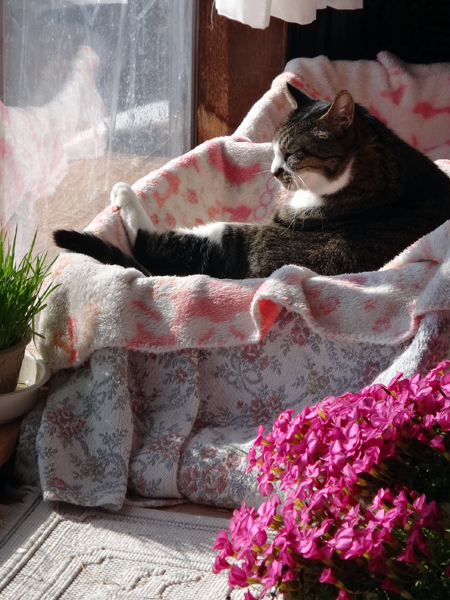 ポカポカ陽気の日のニャンズ♪ 猫草とオキザリスと・・・_a0136293_16550837.jpg