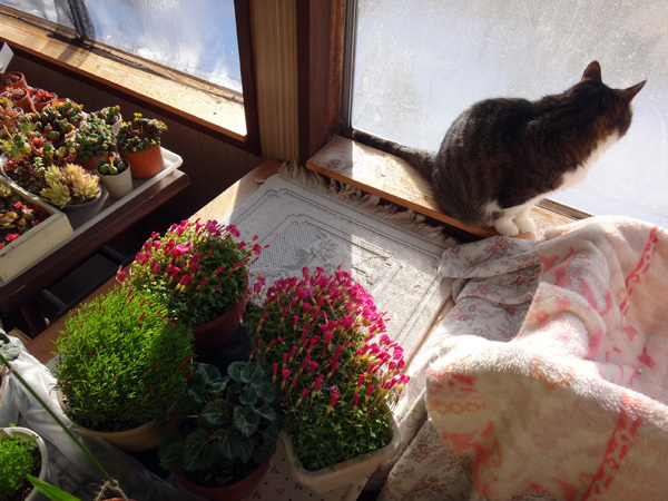 ポカポカ陽気の日のニャンズ♪ 猫草とオキザリスと・・・_a0136293_16594773.jpg