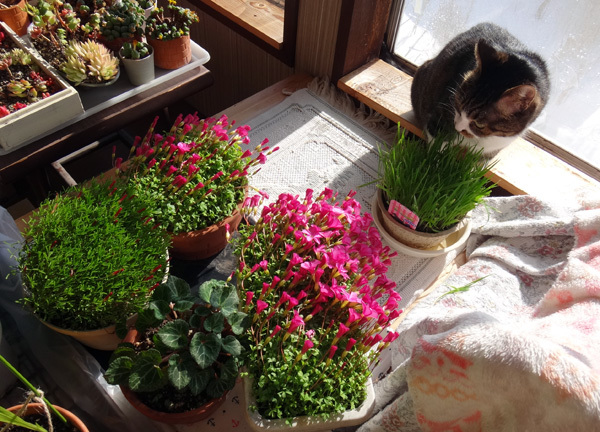 ポカポカ陽気の日のニャンズ♪ 猫草とオキザリスと・・・_a0136293_17013224.jpg