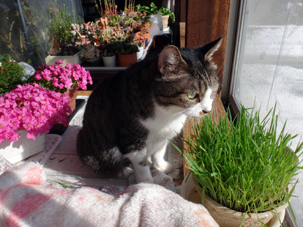 ポカポカ陽気の日のニャンズ♪ 猫草とオキザリスと・・・_a0136293_17041272.jpg
