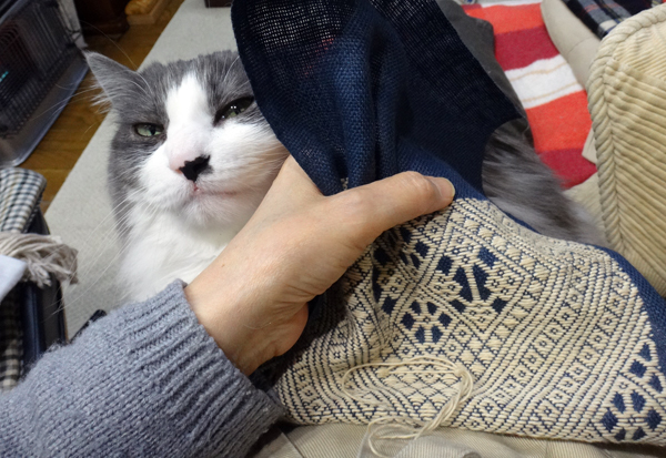 ポカポカ陽気の日のニャンズ♪ 猫草とオキザリスと・・・_a0136293_17083107.jpg