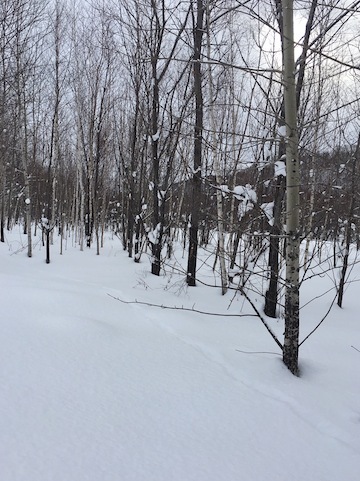 北海道の旅 2_d0343297_20051388.jpeg
