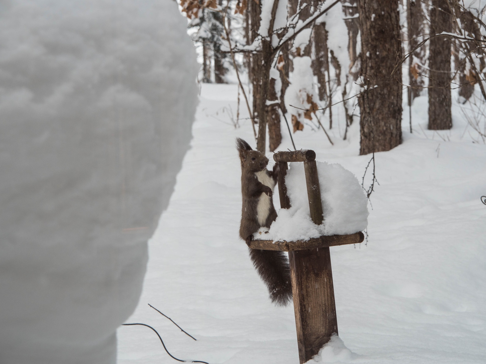 雪降る中やって来たエゾリス君「ひまわりの種見つけたぞ～」_f0276498_16041409.jpg