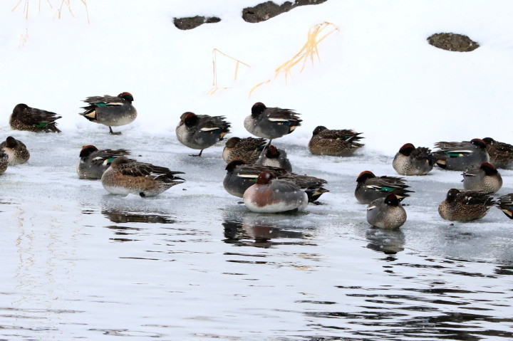 公園の池に　カワアイサほかのカモ達_c0360399_21341544.jpg