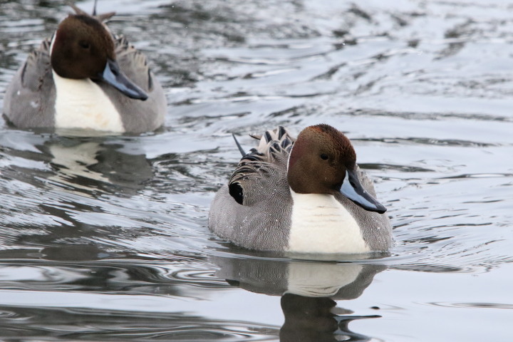 公園の池に　カワアイサほかのカモ達_c0360399_21391455.jpg