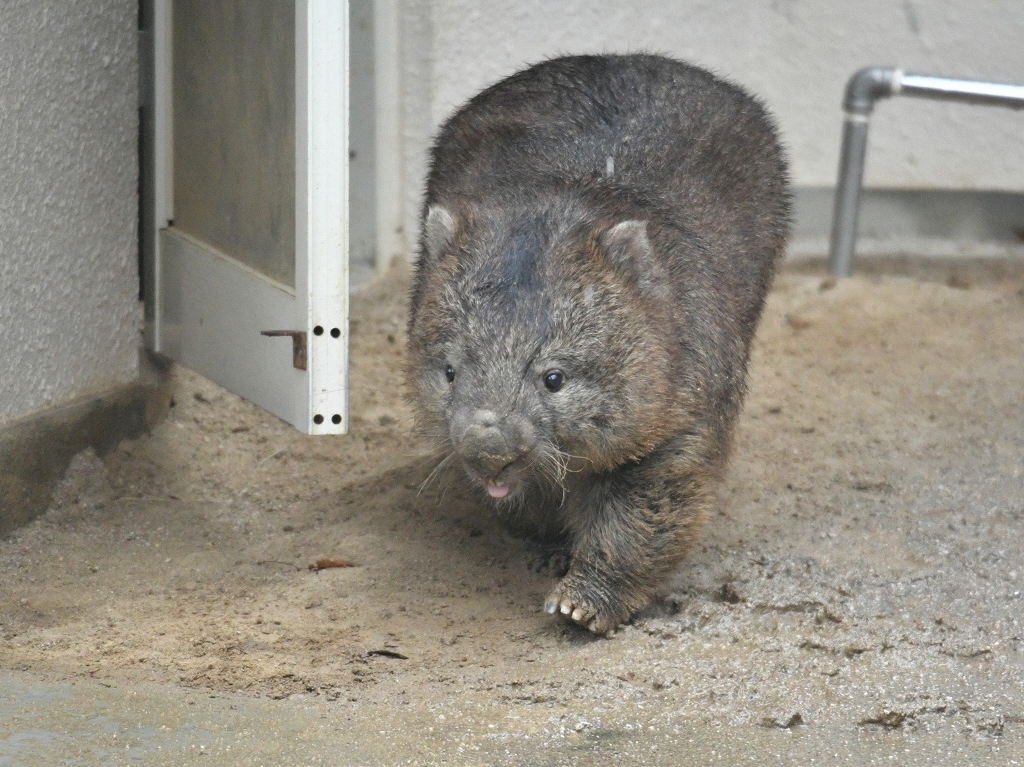 冬の雨と願い事_a0164204_16114455.jpg