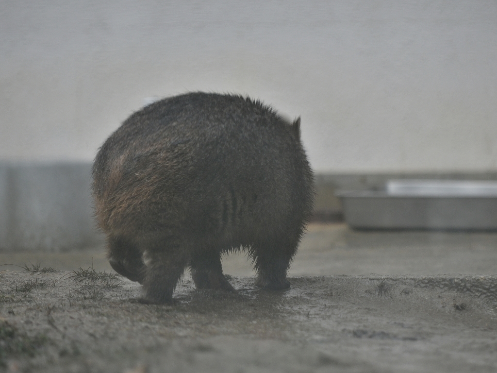 冬の雨と願い事_a0164204_16150684.jpg