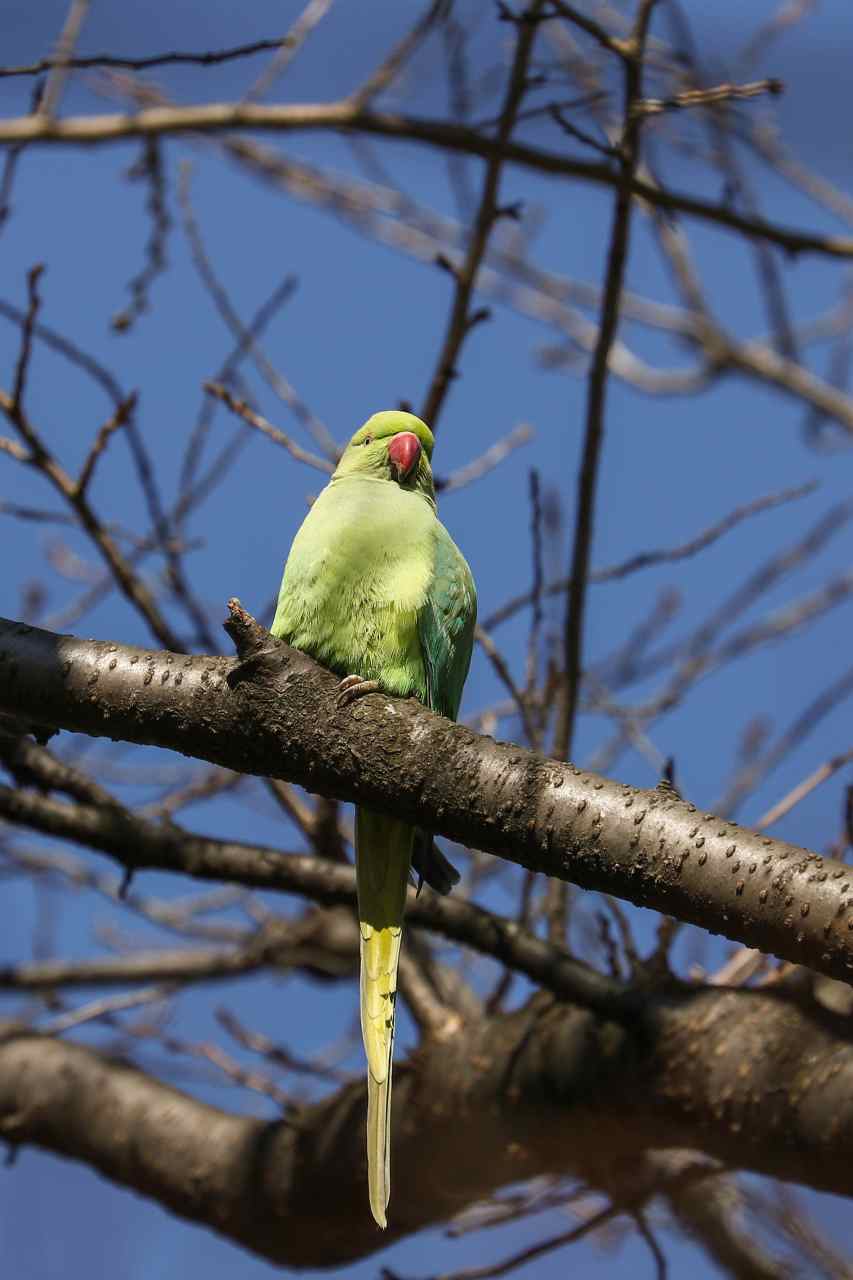 ワカケホンセイインコ 武蔵野散歩