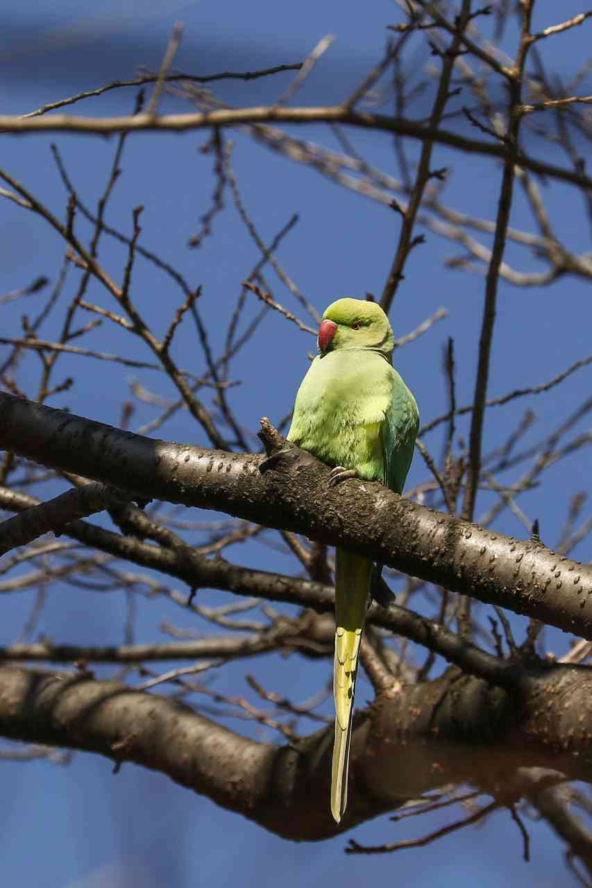 ワカケホンセイインコ 武蔵野散歩