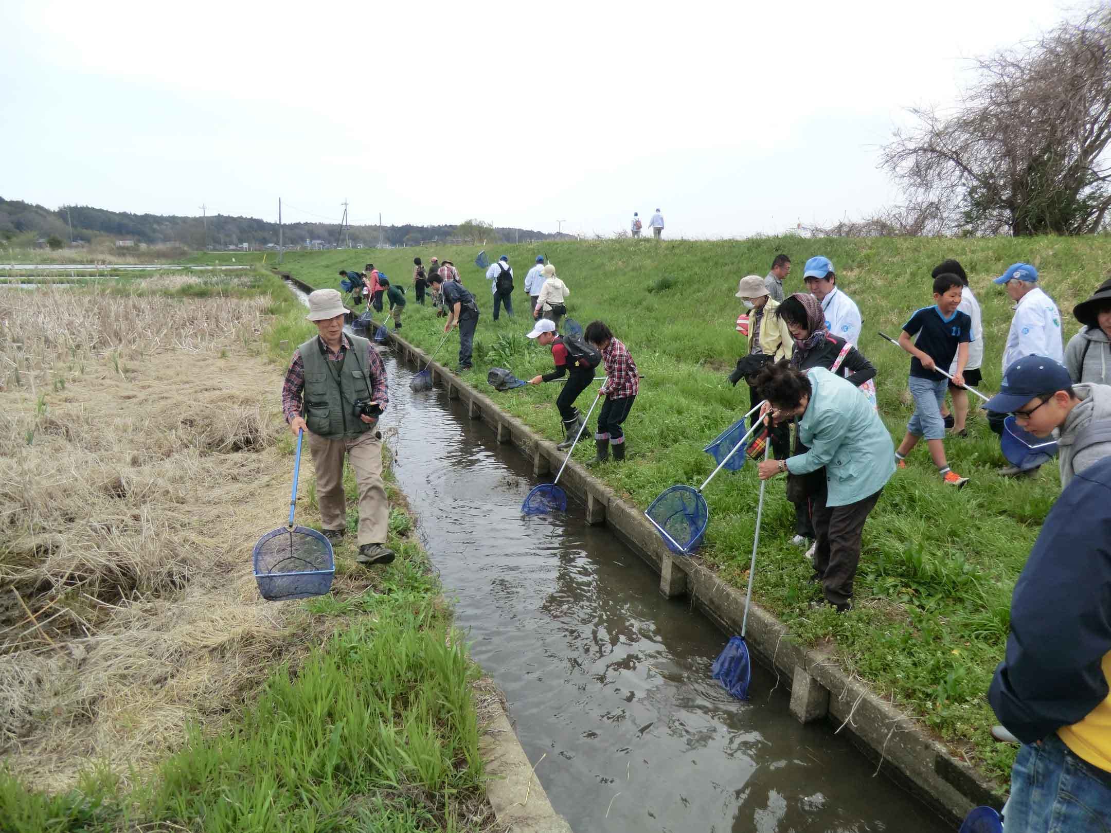 【第11回霞ヶ浦自然観察会「春を探そう！水路の魚とセンターいきもののにわ観察会」を開催します！】_a0325628_11242612.jpg