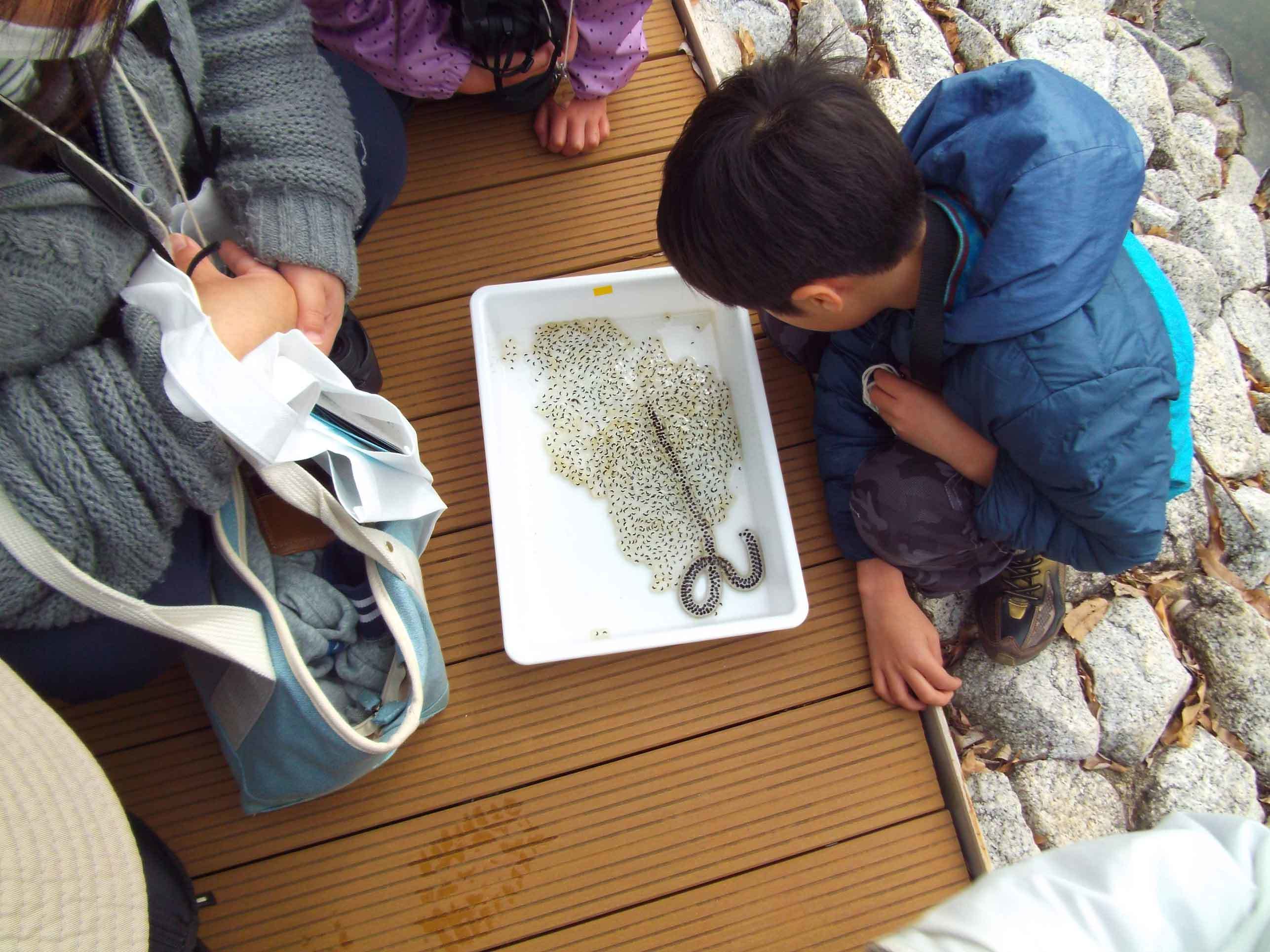 【第11回霞ヶ浦自然観察会「春を探そう！水路の魚とセンターいきもののにわ観察会」を開催します！】_a0325628_11243632.jpg