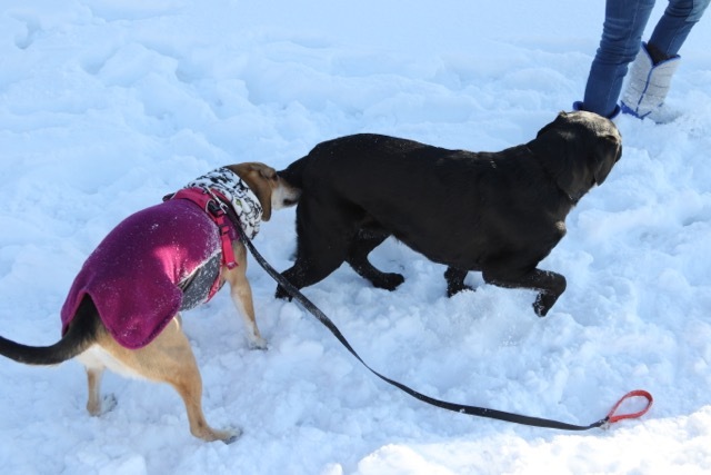 大型犬と遊ぶと小さなあんちゃんが嬉しいのだ_b0031538_23321103.jpg