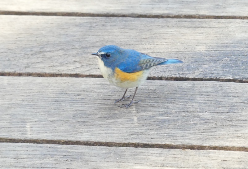 ルリビタキ♂のんびり散歩＆カマキリの卵を食べるシジュウカラ・・・八王子_d0354344_12040562.jpg