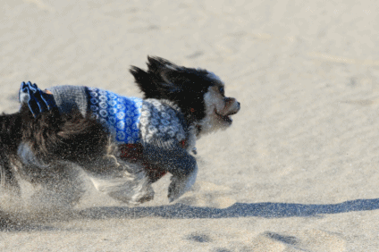 c0145250_09501779.gif
