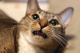 猫のコミュニケーション 嗅覚編_e0367571_23272131.png