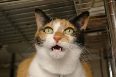 猫のコミュニケーション 嗅覚編_e0367571_23450365.jpg
