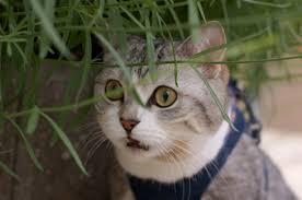 猫のコミュニケーション 嗅覚編_e0367571_23463676.png