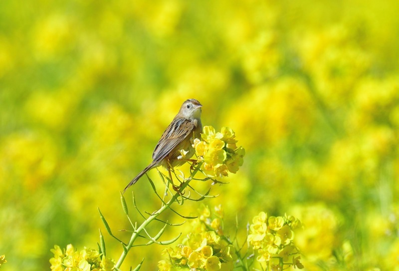 【セッカ】　　満開の菜の花と。_a0329277_20305287.jpg