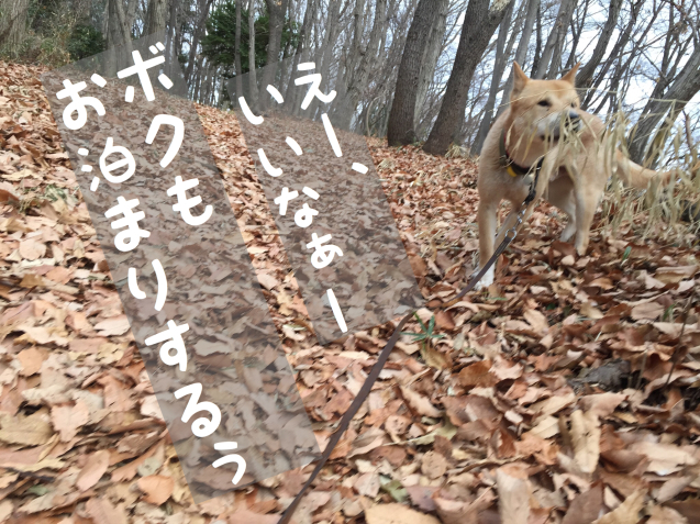 c0332184_18535021.jpeg