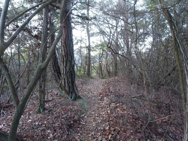 熊山 反射板コースを登る！の巻_f0325295_14594790.jpg