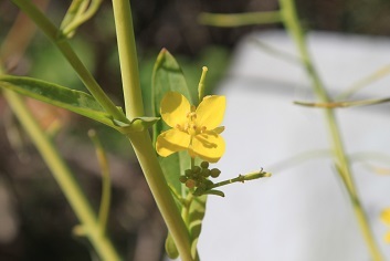 2 番目株の 蕪の花　ブルーベリーの花芽_e0354596_22135080.jpg