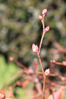 2 番目株の 蕪の花　ブルーベリーの花芽_e0354596_22310123.jpg