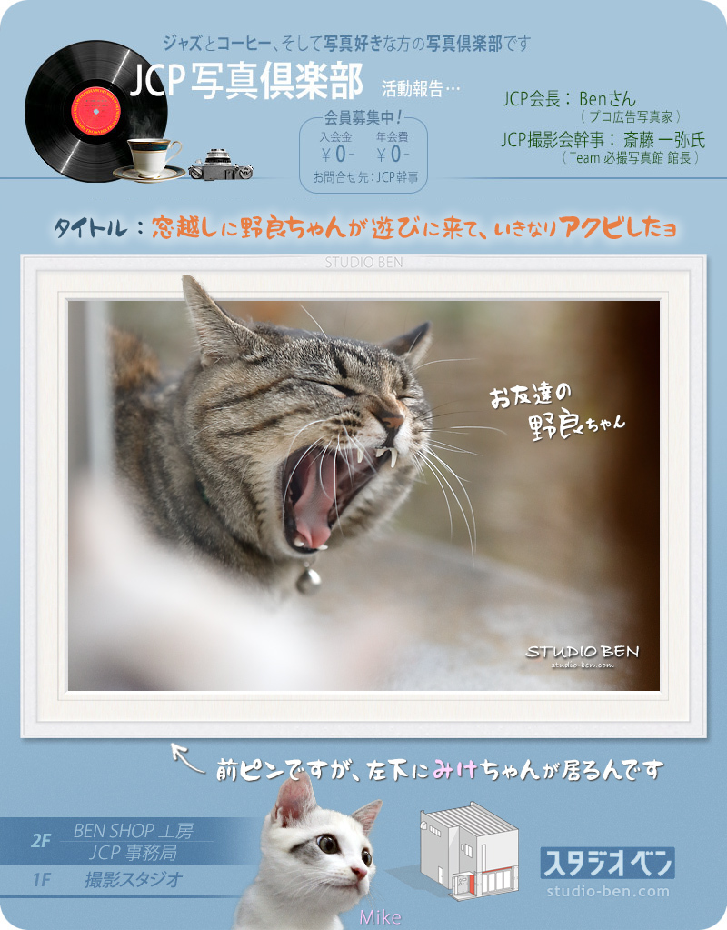 野良猫の鈴_c0210599_01281340.jpg