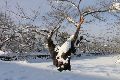 松が岬公園から米沢キャンパスへ2月6日晴・3_c0075701_20013455.jpg