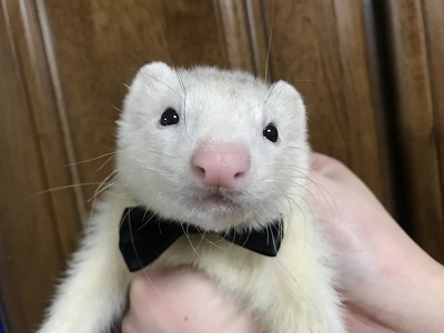 ピースケ君が立った いたち生活