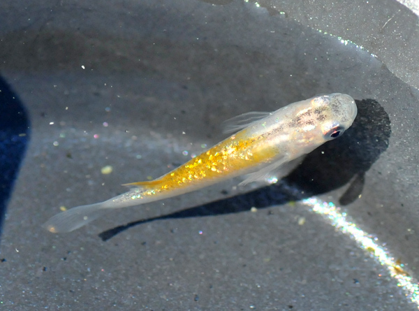 e0097534_1644999.jpg