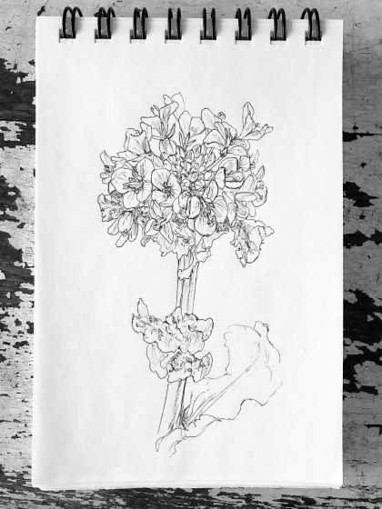 菜の花 ほのぼのまめまめ