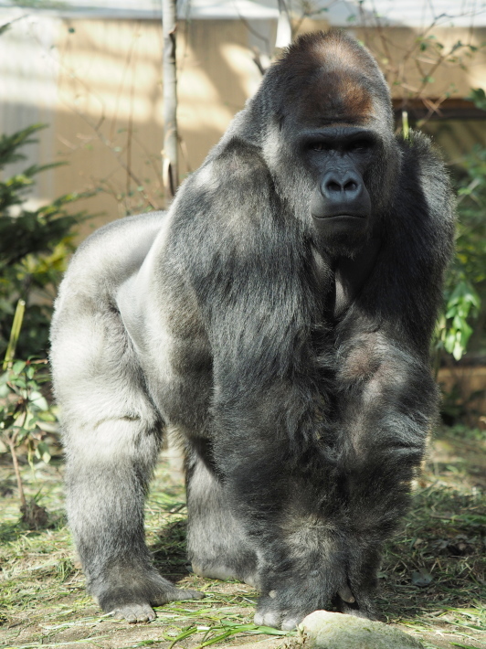 モモタロウはイクメン と堂々と言ってしまおう 京都市動物園18 2 4 ヒトのたぐい ゴリラと愉快な仲間たち