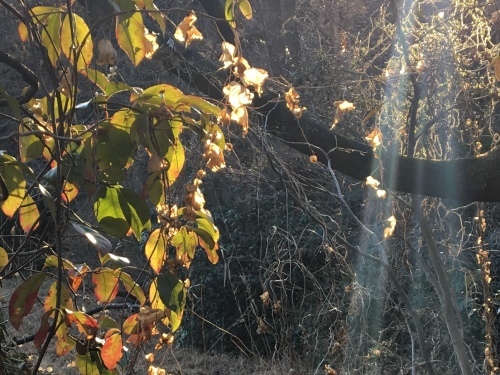 b0330040_13530550.jpeg