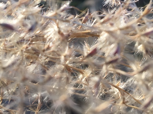 b0330040_16292626.jpeg