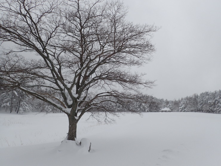 雪原歩き_f0214649_06145250.jpg