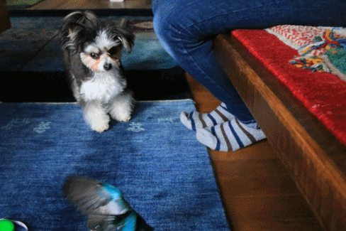 c0145250_09335549.gif