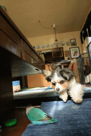 c0145250_09382701.gif